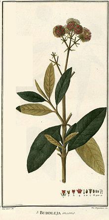 Buddleja incana httpsuploadwikimediaorgwikipediacommonsthu