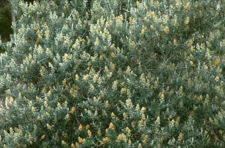 Buddleja incana FAO data photo Flowers and leaves of the Buddleja incana tree