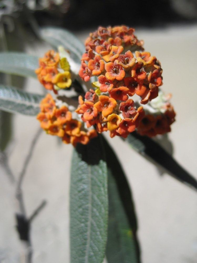 Buddleja incana Pursuing Plants in Peru Science Positive