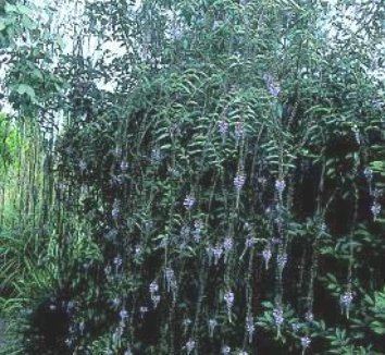 Buddleja lindleyana Buddleja lindleyana Buddleia lindleyana Japanese Butterfly Bush