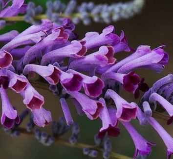 Buddleja lindleyana Buddleja lindleyana Buddleia lindleyana Japanese Butterfly Bush