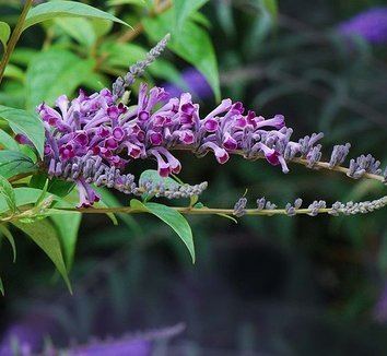 Buddleja lindleyana Buddleja lindleyana Buddleia lindleyana Japanese Butterfly Bush