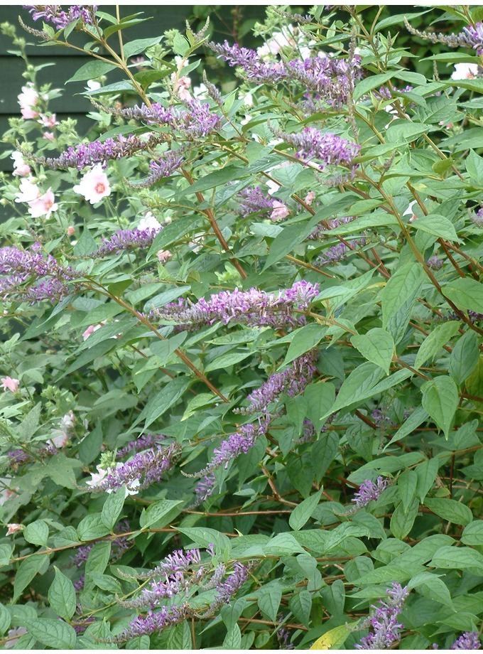 Buddleja lindleyana Buddleja lindleyana The Beth Chatto Gardens
