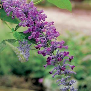 Buddleja lindleyana BUDDLEJA LINDLEYANA Garden Express