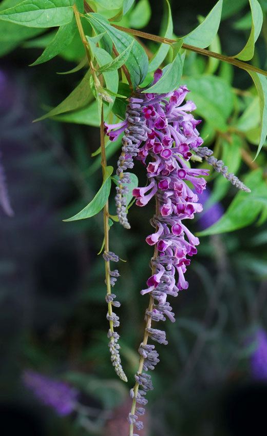 Buddleja lindleyana Buddleja lindleyana Buy Online at Annie39s Annuals