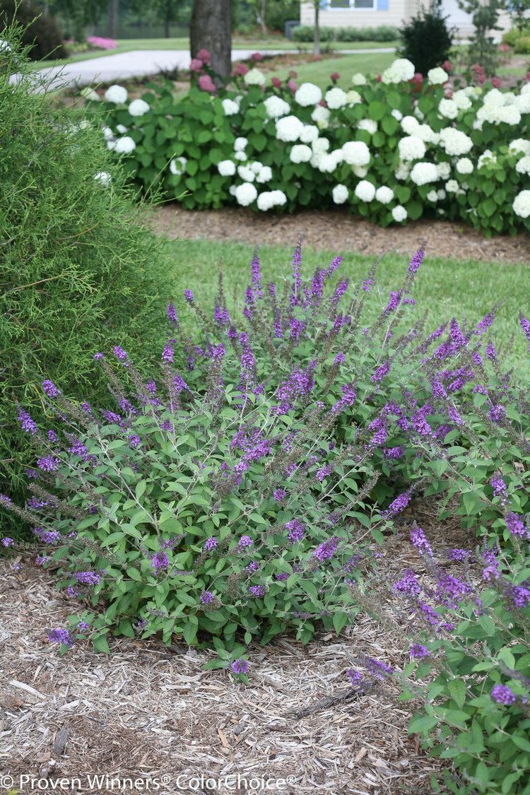 Buddleja Lo & Behold 'Blue Chip' Lo amp Behold 39Blue Chip Jr39 Butterfly bush Buddleia x Proven