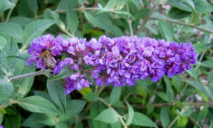 Buddleja Lo & Behold 'Blue Chip' FileBuddleja 39Blue Chip39 paniclejpg Wikimedia Commons