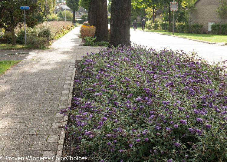 Buddleja Lo & Behold 'Blue Chip' Lo amp Behold 39Blue Chip39 Butterfly Bush Buddleia x Proven Winners