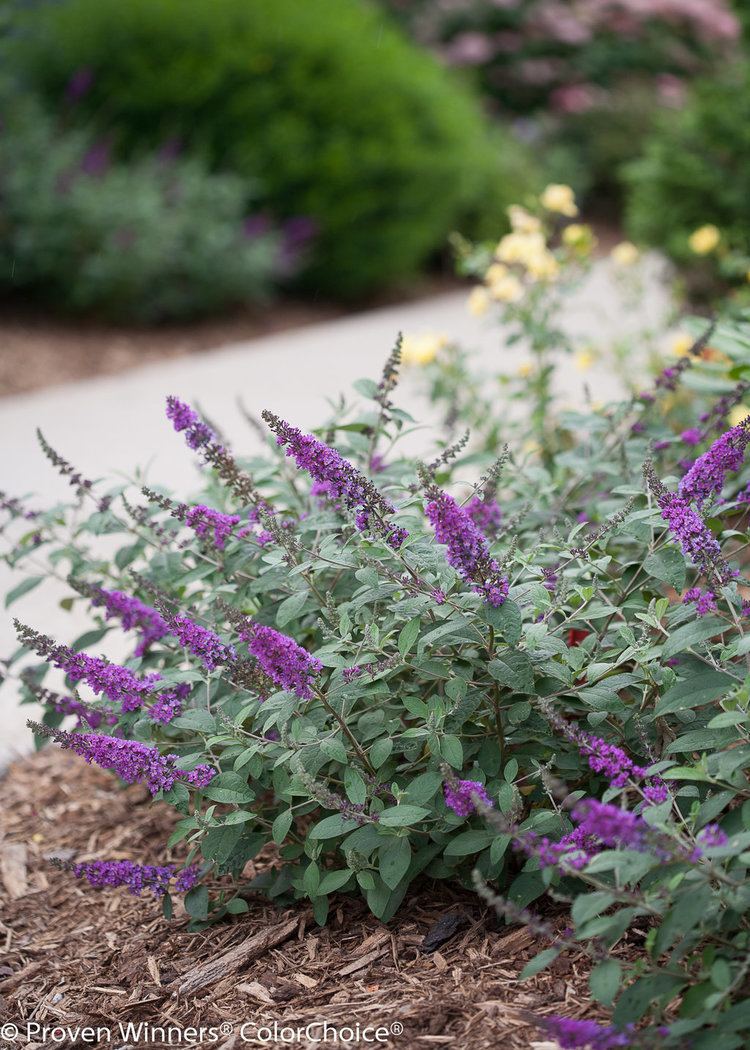 Buddleja Lo & Behold 'Blue Chip' Lo amp Behold 39Blue Chip Jr39 Butterfly bush Buddleia x Proven