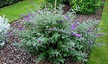 Buddleja Lo & Behold 'Blue Chip' httpsuploadwikimediaorgwikipediacommonsthu