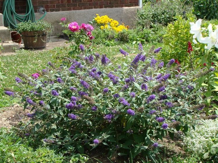 Buddleja Lo & Behold 'Blue Chip' Photo of the entire plant of Butterfly Bush Buddleja Lo amp Behold