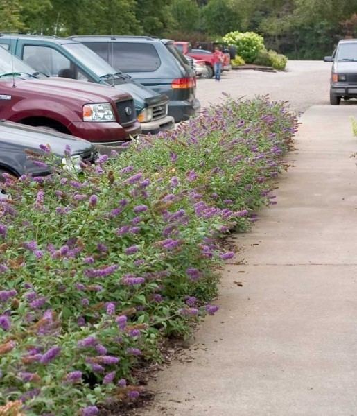 Buddleja Lo & Behold 'Blue Chip' Dwarf Blue Butterfly Bush Decidous trees and Shrubs Assortment