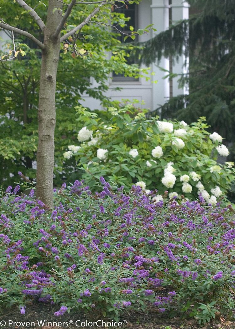 Buddleja Lo & Behold 'Blue Chip' Lo amp Behold 39Blue Chip39 Butterfly Bush Buddleia x Proven Winners