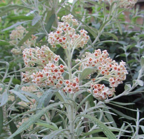 Buddleja loricata The Buddleja Garden My Species