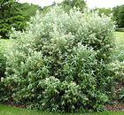 Buddleja loricata httpsuploadwikimediaorgwikipediacommonsthu