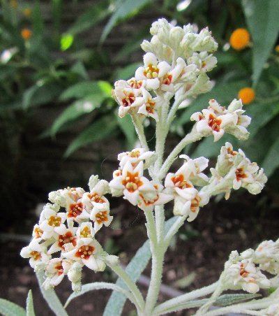 Buddleja loricata The Buddleja Garden 201112 Calendar