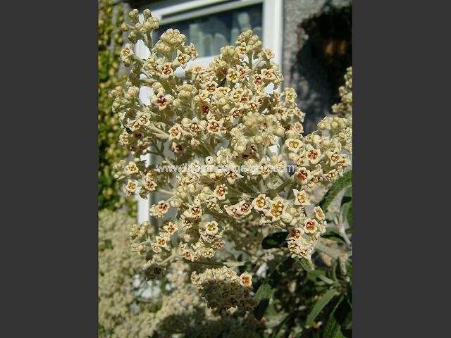 Buddleja loricata Buddleja loricata Mountain Sagewood Tree and Shrub Images