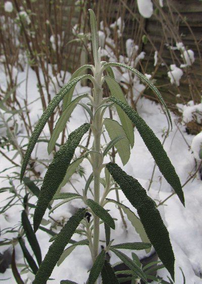 Buddleja loricata The Buddleja Garden 2013