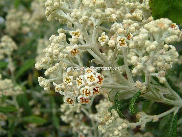 Buddleja loricata Buddleja loricata Mountain Sagewood Tree and Shrub Images