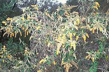 Buddleja madagascariensis httpsuploadwikimediaorgwikipediacommonsthu