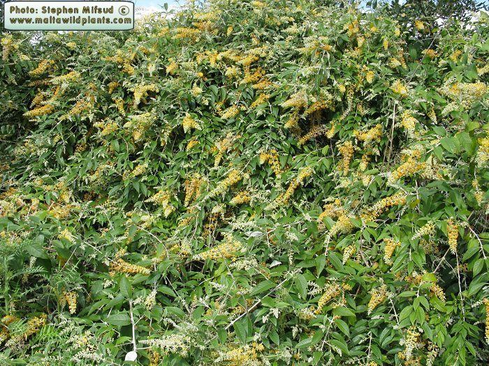 Buddleja madagascariensis Wild Plants of Malta amp Gozo Plant Buddleja madagascariensis