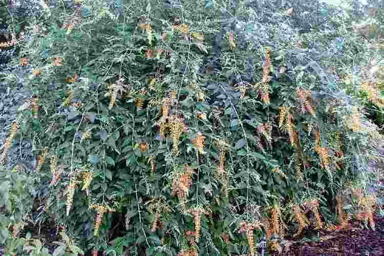 Buddleja madagascariensis Buddleja madagascariensis