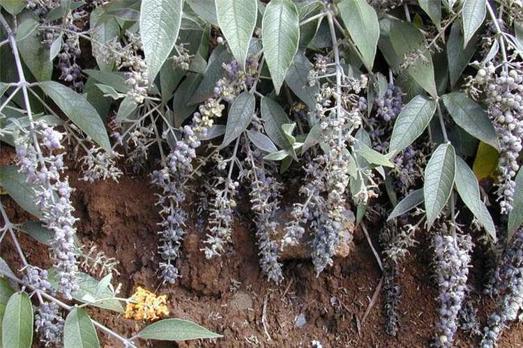 Buddleja madagascariensis Factsheet Buddleja madagascariensis Orange Buddleia