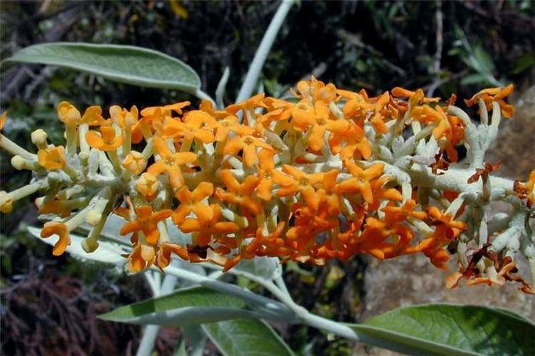 Buddleja madagascariensis Factsheet Buddleja madagascariensis Orange Buddleia