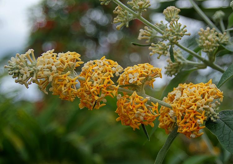 Buddleja madagascariensis Photos of Colombia Flowers Buddleja madagascariensis