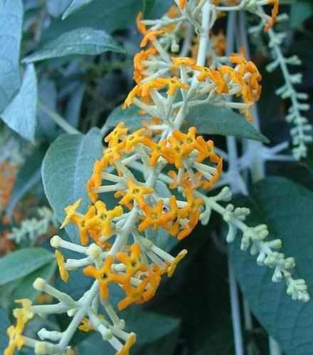 Buddleja madagascariensis Buddleja madagascariensis BUDDLEJACEAE Buddleia Butterfly Bush