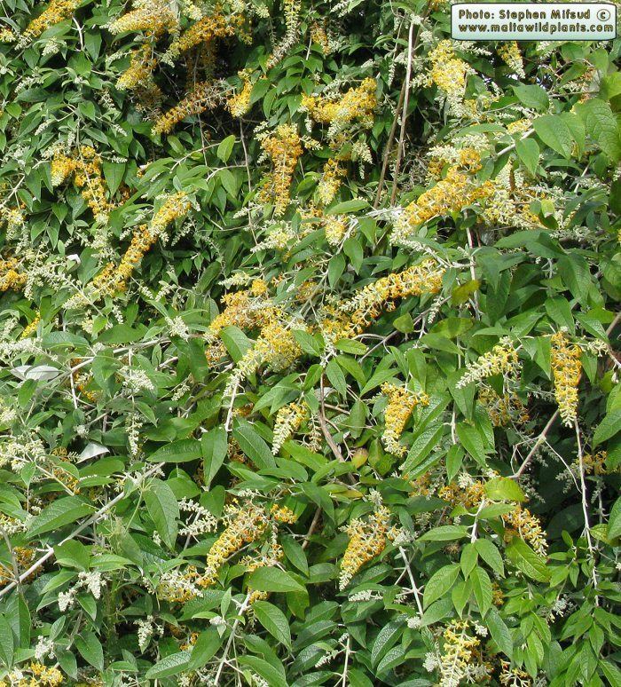 Buddleja madagascariensis Wild Plants of Malta amp Gozo Plant Buddleja madagascariensis