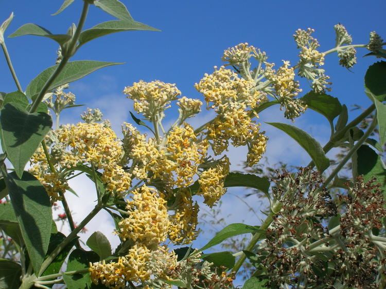 Buddleja madagascariensis Buddleja madagascariensis Madagascar Butterfly Bush3 Richard