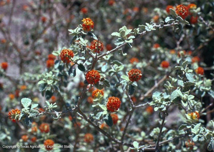 Buddleja marrubiifolia Texas Native Plants Database