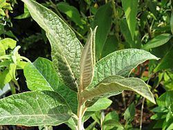 Buddleja megalocephala httpsuploadwikimediaorgwikipediacommonsthu