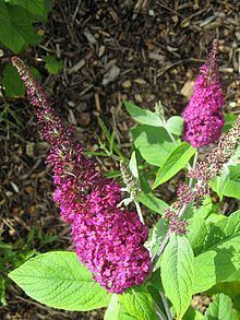 Buddleja 'Miss Ruby' httpsuploadwikimediaorgwikipediacommonsthu