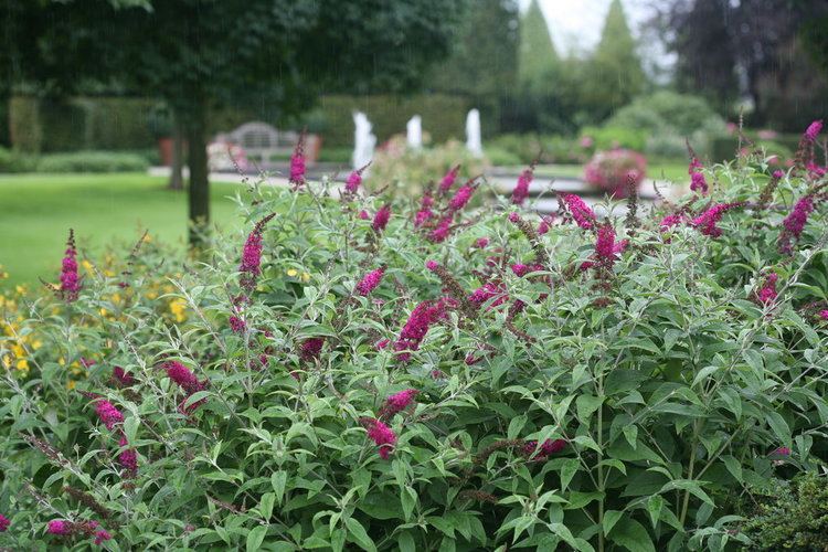 Buddleja 'Miss Ruby' Miss Ruby39 Butterfly bush Buddleia x Proven Winners