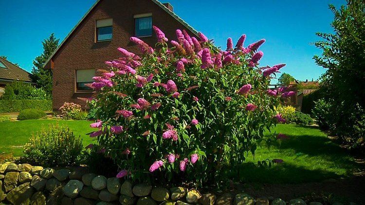 Buddleja 'Pink Delight' Pink Delight Butterfly Bush For Sale The Tree Center
