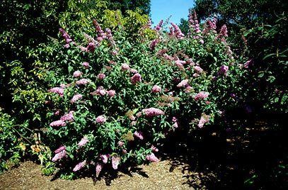 Buddleja 'Pink Delight' Buddleja 39Pink Delight39 butterfly bush 39Pink Delight39RHS Gardening