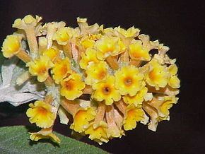 Buddlejaceae httpsuploadwikimediaorgwikipediacommonsthu