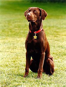 Buddy (dog) httpsuploadwikimediaorgwikipediacommonsthu