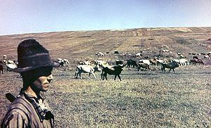 Shepherd with his cows in Budjak in 1940. The shepherd is wearing a black hat and brown striped shirt