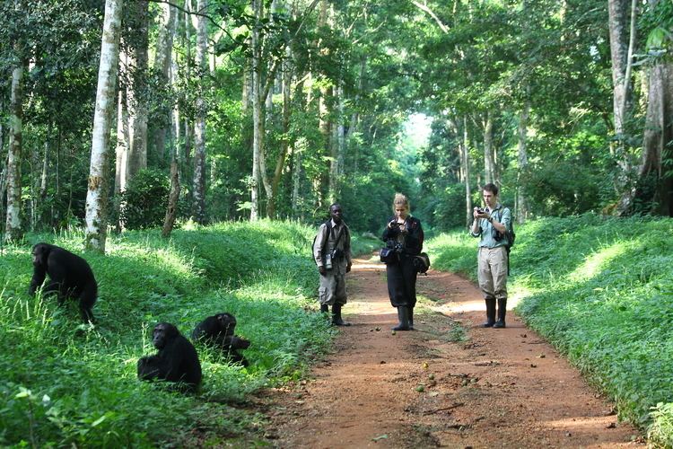 Budongo Forest Uganda thewildniche
