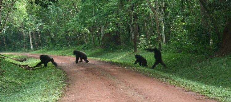 Budongo Forest Chimp Crossing Budongo Uganda YouTube