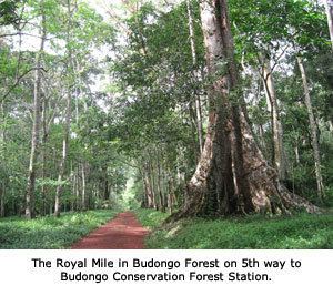 Budongo Forest Dept of Primatology Budongo Conservation Field Station