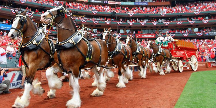 Budweiser Clydesdales Budweiser Cans Clydesdales For EDM Zombies And JayZ The