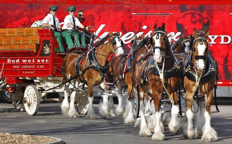 Budweiser Clydesdales Clydesdales welcome visitors in Fairfield