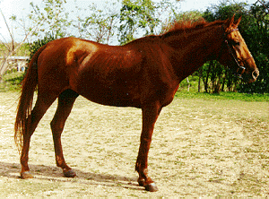 Budyonny horse Breeds of Livestock Budyonny Horse Breeds of Livestock