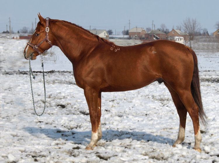 Budyonny horse Budyonny horse Russian Horse Breeds Pinterest Horses
