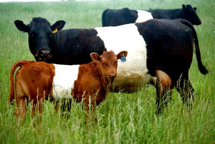 Buelingo Buelingo Bulls and Heifers for Sale in Ohio Dickinson Cattle Co