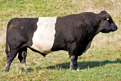 Buelingo Buelingo Bulls and Heifers for Sale in Ohio Dickinson Cattle Co